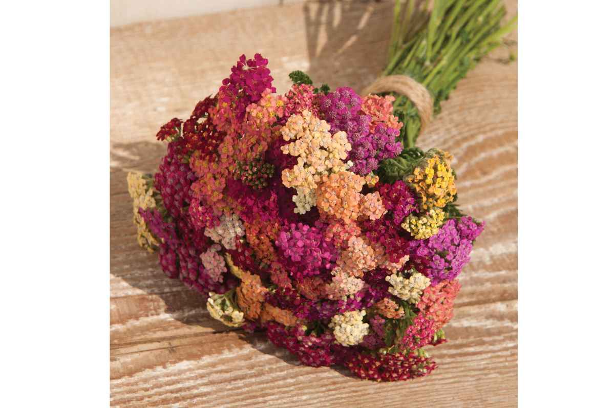 Colorado Mix – Organic Yarrow Seed